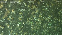 Synallactes challengeri