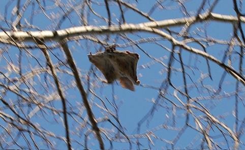 Southern Flying Squirrel (Camera Trap Field Guide) · iNaturalist