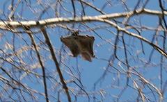 Northern Flying Squirrel photo 5