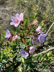 Lobostemon glaucophyllus