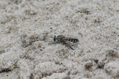 Laphystia