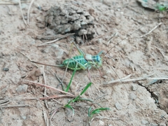 Sorapagus catalaunicus