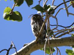 Glaucidium perlatum licua