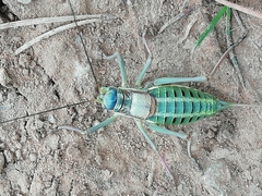 Sorapagus catalaunicus