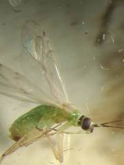 Miridae