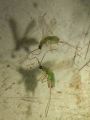 Miridae