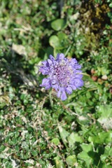 Scabiosa lucida