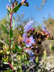 Lobostemon glaucophyllus