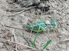 Sorapagus catalaunicus