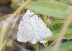 Cingilia catenaria