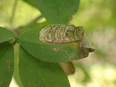 Leucoptera laburnella