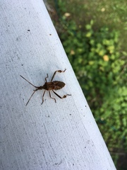 Leptoglossus clypealis