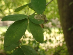 Leucoptera laburnella