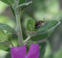 Penthobruchus germaini
