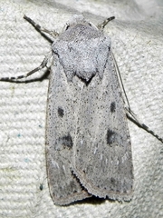 Agrotis vetusta