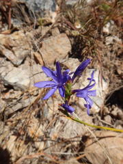 Thereianthus spicatus