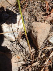 Thereianthus spicatus