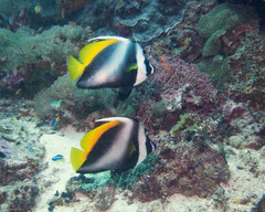 Heniochus singularius