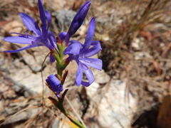 Thereianthus spicatus