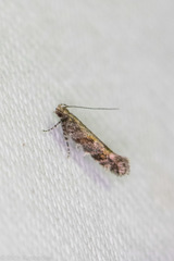 Aristotelia rubidella