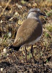 Vanellus melanopterus minor