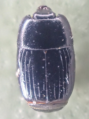 Platysoma leconti