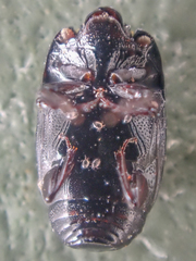 Platysoma leconti