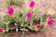 Antimima ventricosa