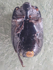 Platysoma leconti