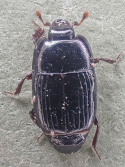 Platysoma leconti