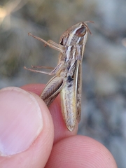 Euchorthippus chopardi