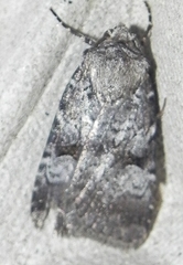 Feltia geniculata