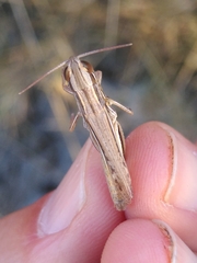 Euchorthippus chopardi