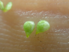 Ranunculus gmelinii