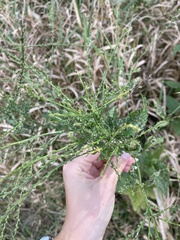 Cycloloma atriplicifolium