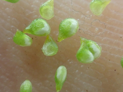 Ranunculus gmelinii