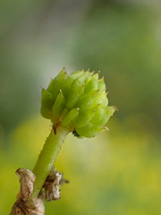 Ranunculus gmelinii