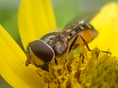 Parasyrphus relictus