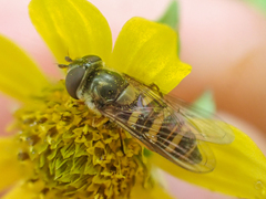 Parasyrphus relictus