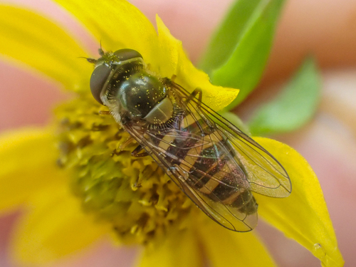 Parasyrphus relictus