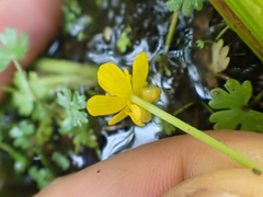 Ranunculus gmelinii
