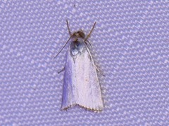 Argyria gonogramma