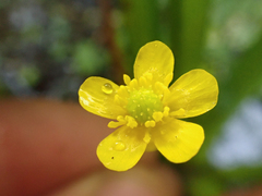 Ranunculus gmelinii