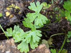 Ranunculus gmelinii