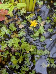 Ranunculus gmelinii