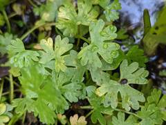 Ranunculus gmelinii