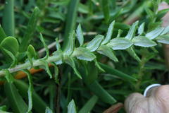 Senecio oederiifolius