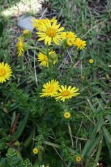 Senecio oederiifolius