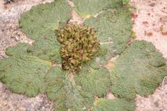 Arctopus dregei