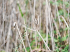 Lestes virens virens